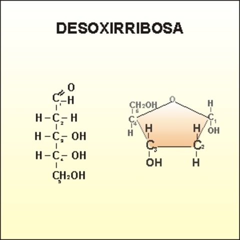 Descubrimiento desoxirribosa