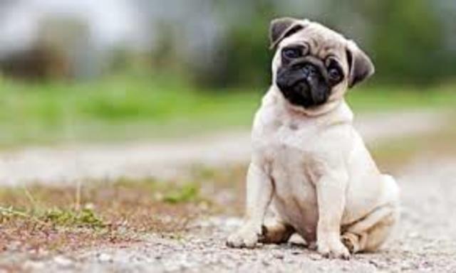 PUG