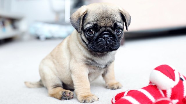PUG
