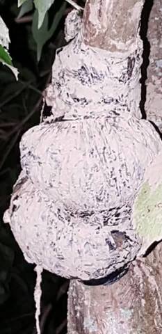 Estraccion de un acodo aereo de membrillo