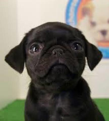 PUG