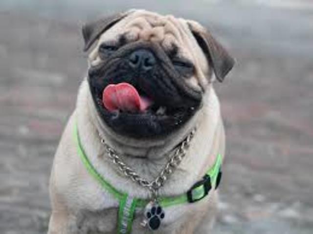 PUG