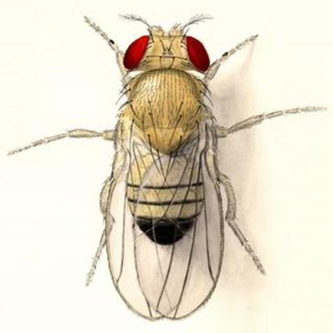 Drosophila melanogaster