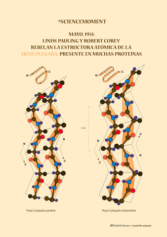 Linus Pauling y Corey