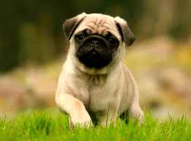 PUG