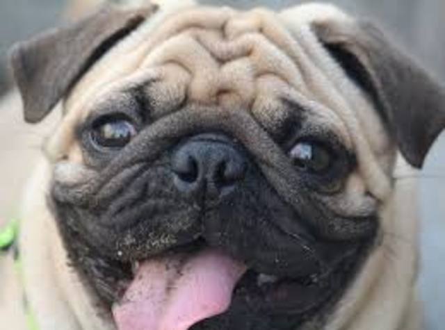 PUG
