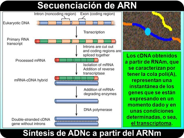Secuenciación del ARN