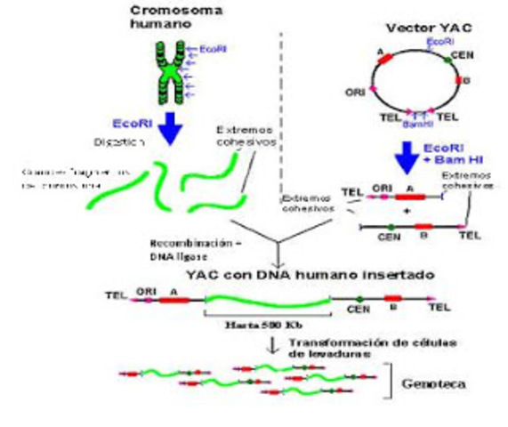 Cromosomas artificiales (YAC)