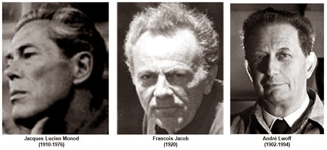 François Jacob, Jacques-Lucien Monod y Andre Lwoff