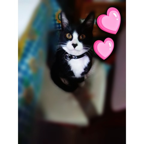 my first street mascot