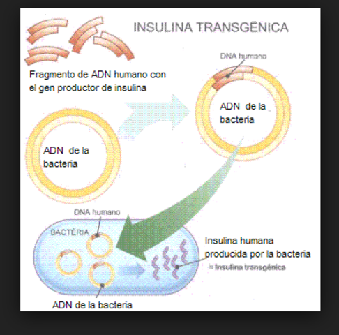 Clonaciòn el gen de a insulina humana.