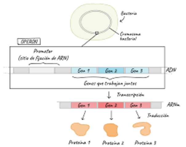 JACOB, MONOD Y LWOFF