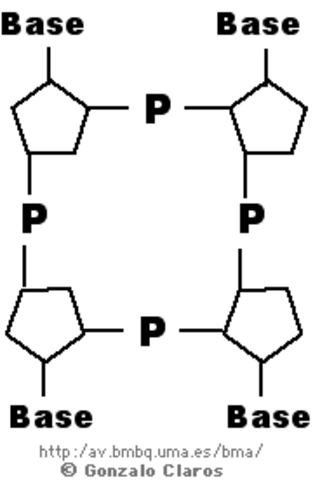 Levene propone conformación de tetranucleótido plano