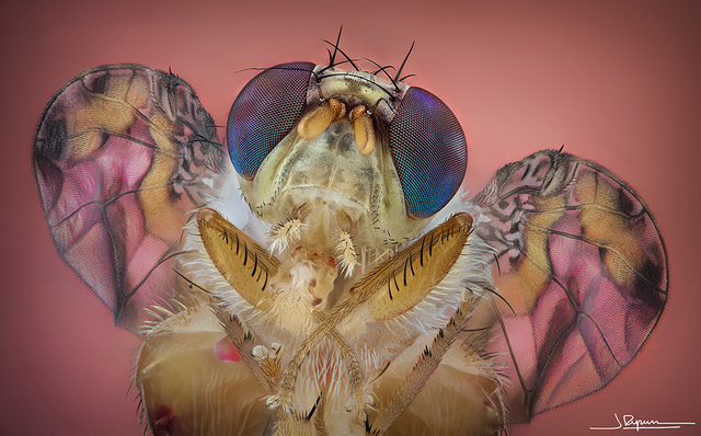 Thomas Morgan. Drosophila melanogaster