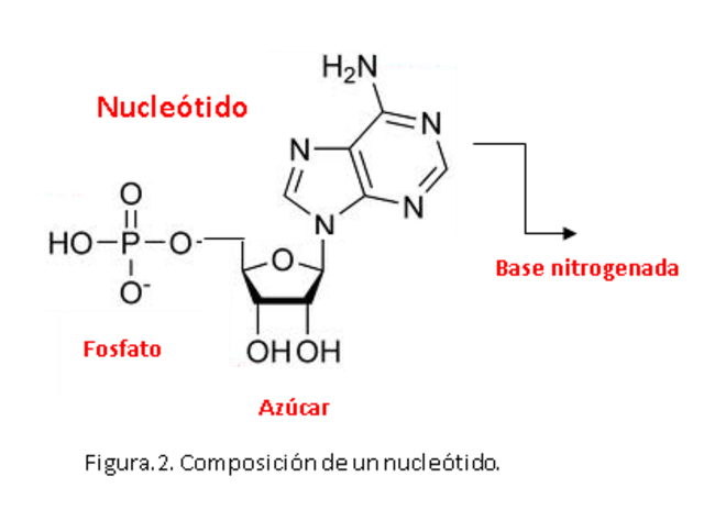 Levene describe componentes de ácidos nucleicos