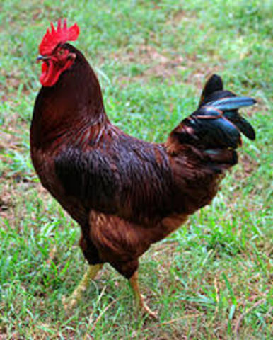 Rhode Island red hen