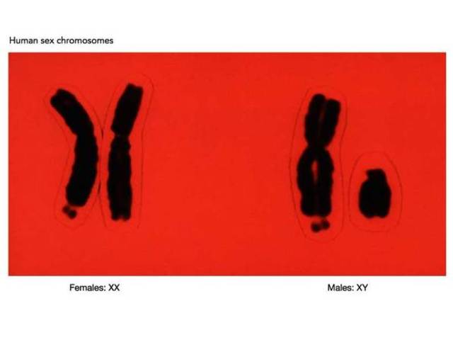 Edmund Beecher Wilson y Nettie Maria Stevens descubren cromosomas sexuales