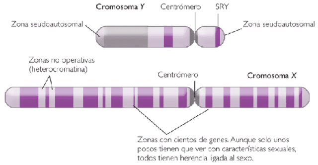 Hunt Morgan experimenta con Drosophilia Melanogaster y descubre rasgos genéticos ligados al sexo
