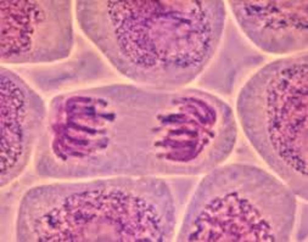 Fleming y Feulgen describen mitosis