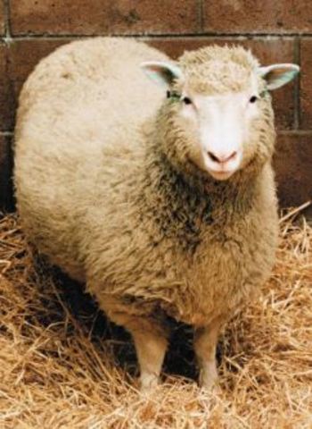 Ian Wilmut- Clonación del primer mamífero