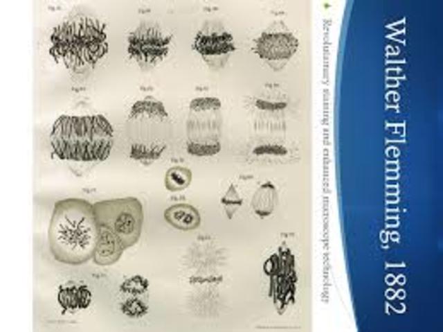 Walther Flemming y Robert Feulgen