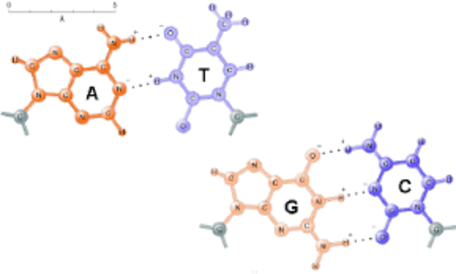 Edwin Chargaff descubre que existe una equivalencia en numero de nucleotidos del ADN, es decir que A+G = C+T.
