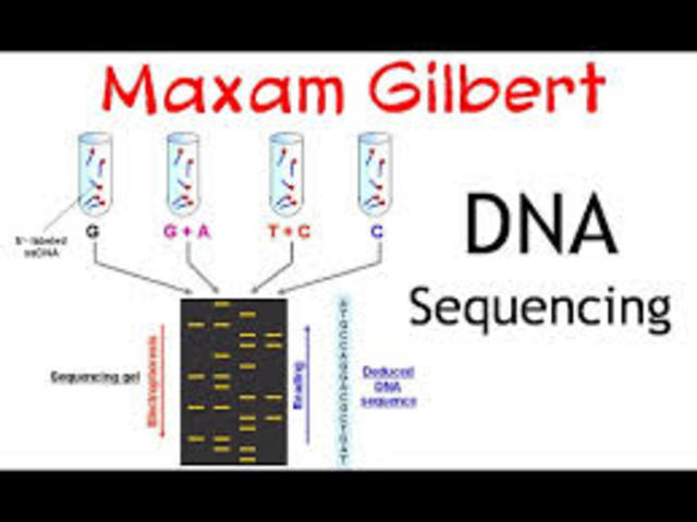 Maxam y Gilbert afirman haber creado un método para secuenciar ADN modificando su química estructural.