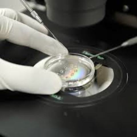 Óvulos funcionales a partir de células madre