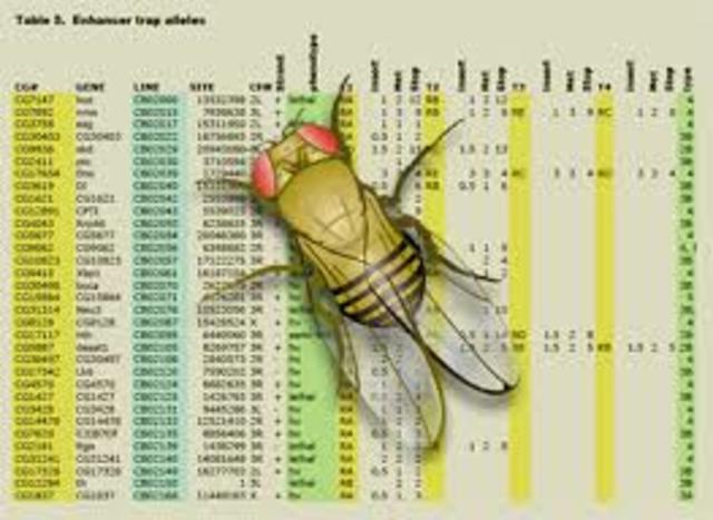 Publicación del genoma de la "Drosophila melanogaster"