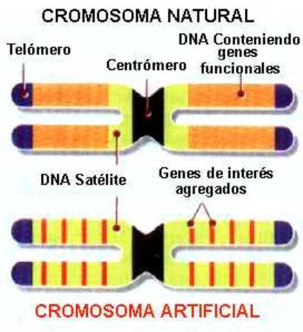 Cromosoma artificial