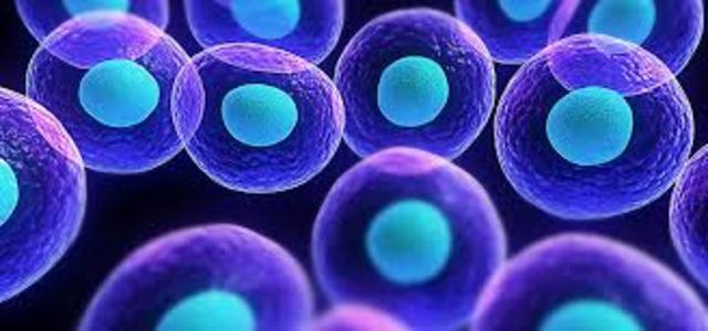 Werning reprograma in vitro células diferenciadas a células madre.