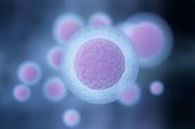 Se logra la creación de ovulos normales y totalmente funcionales diferenciando células madres.