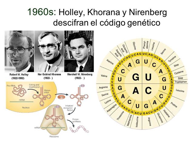 Descifrando el Código Genético