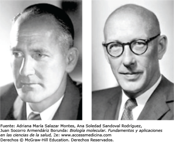 Teoria del ADN como fibra periodica