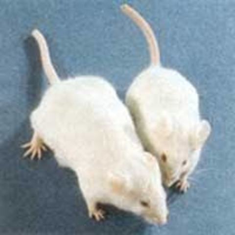 Se crea el superratón inyectando GH en los óvulos.