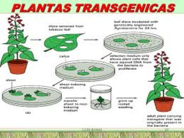 creación de las primeras plantas transgénicas