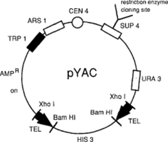Se crean los YACs (vectores de clonación).