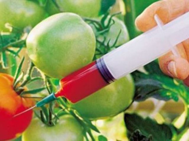 Se crean las plantas transgénicas.