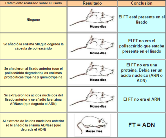 Factor de trasformación