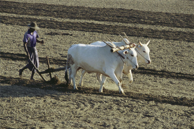 La novedad agricultura