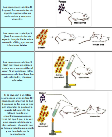 Experimento de Frederick Griffith