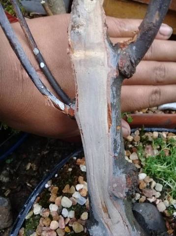 cortes que se realizo en los acodos aereos