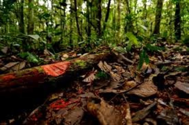 El Proyecto Radargrametrico del Amazonas