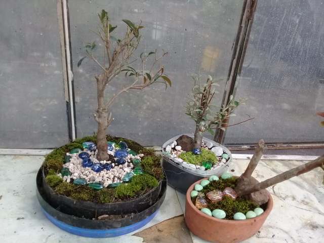 Colocacion de los bonsai en las macetas