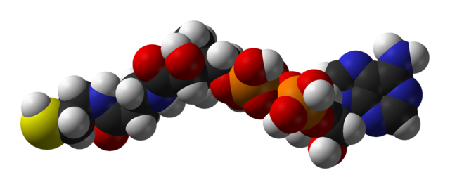 Descubrimiento de la coenzima A