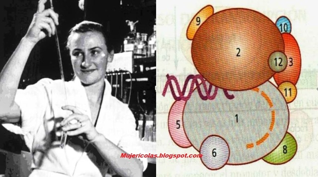 Severo Ochoa y Marianne Grunberg-Manago