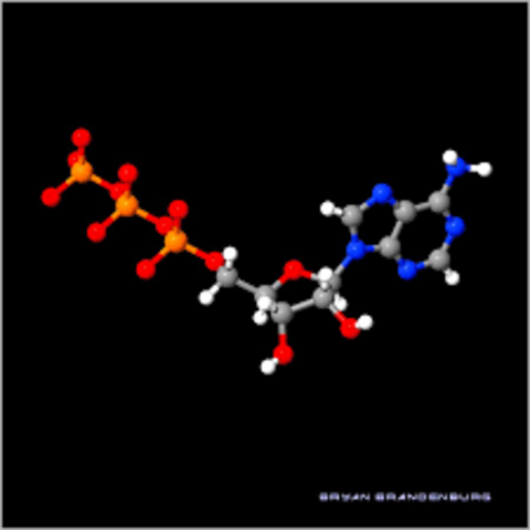 Descubrimiento de la Adenosina Trifosfato ¨ATP¨