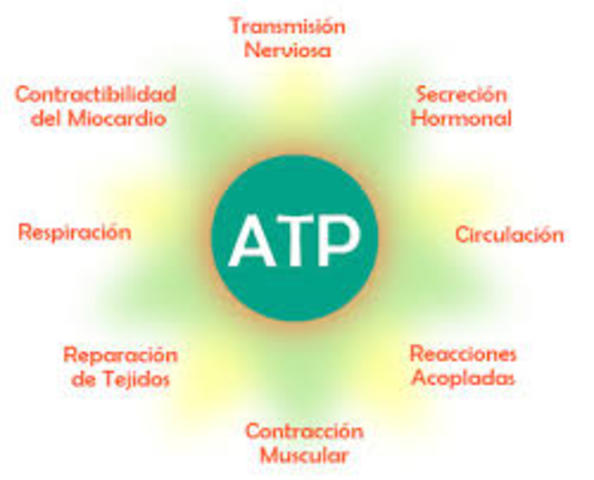 ATP como fuente de energia metabolica