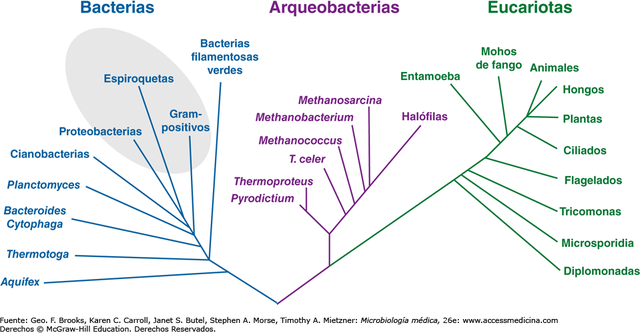 Dos grupos de bacterias