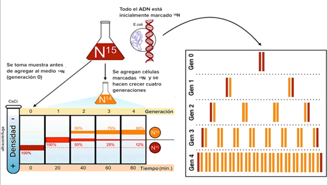 Replicación semiconservativa del ADN